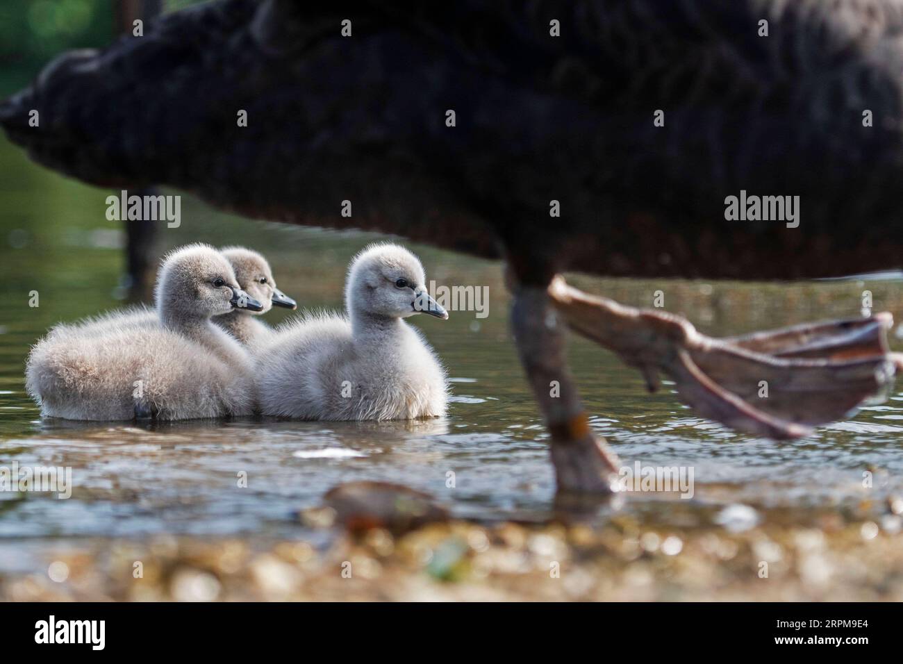 200204 -- SINGAPORE, 4 febbraio 2020 Xinhua -- tre cygnets si sono infiltrati nell'Eco Lake al Singapore Botanic Garden a Singapore, il 4 febbraio 2020. Un paio di cigni neri, tenuti dal Singapore Botanic Garden, covarono con successo 3 cignetti il 1 febbraio da una frizione di 4 uova deposte alla fine di dicembre 2019. Foto di Then Chih Wey/Xinhua SINGAPORE-BOTANIC GARDEN-BLACK SWAN BABIES PUBLICATIONxNOTxINxCHN Foto Stock