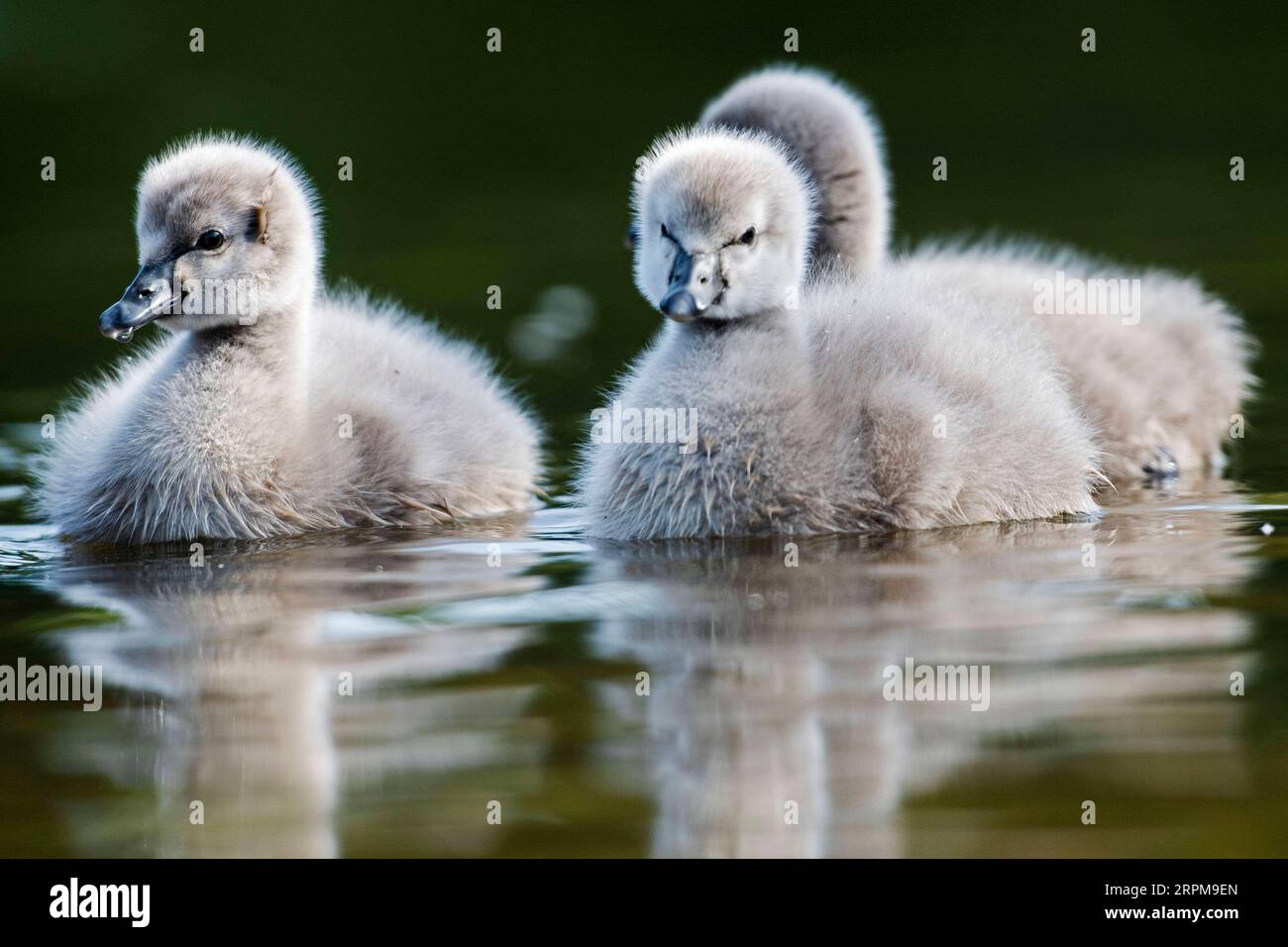200204 -- SINGAPORE, 4 febbraio 2020 Xinhua -- tre cygnets si sono infiltrati nell'Eco Lake al Singapore Botanic Garden a Singapore, il 4 febbraio 2020. Un paio di cigni neri, tenuti dal Singapore Botanic Garden, covarono con successo 3 cignetti il 1 febbraio da una frizione di 4 uova deposte alla fine di dicembre 2019. Foto di Then Chih Wey/Xinhua SINGAPORE-BOTANIC GARDEN-BLACK SWAN BABIES PUBLICATIONxNOTxINxCHN Foto Stock