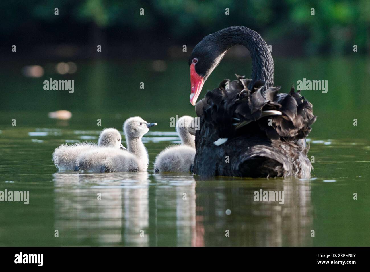 200204 -- SINGAPORE, 4 febbraio 2020 Xinhua -- tre cygnets si sono infiltrati nell'Eco Lake al Singapore Botanic Garden a Singapore, il 4 febbraio 2020. Un paio di cigni neri, tenuti dal Singapore Botanic Garden, covarono con successo 3 cignetti il 1 febbraio da una frizione di 4 uova deposte alla fine di dicembre 2019. Foto di Then Chih Wey/Xinhua SINGAPORE-BOTANIC GARDEN-BLACK SWAN BABIES PUBLICATIONxNOTxINxCHN Foto Stock