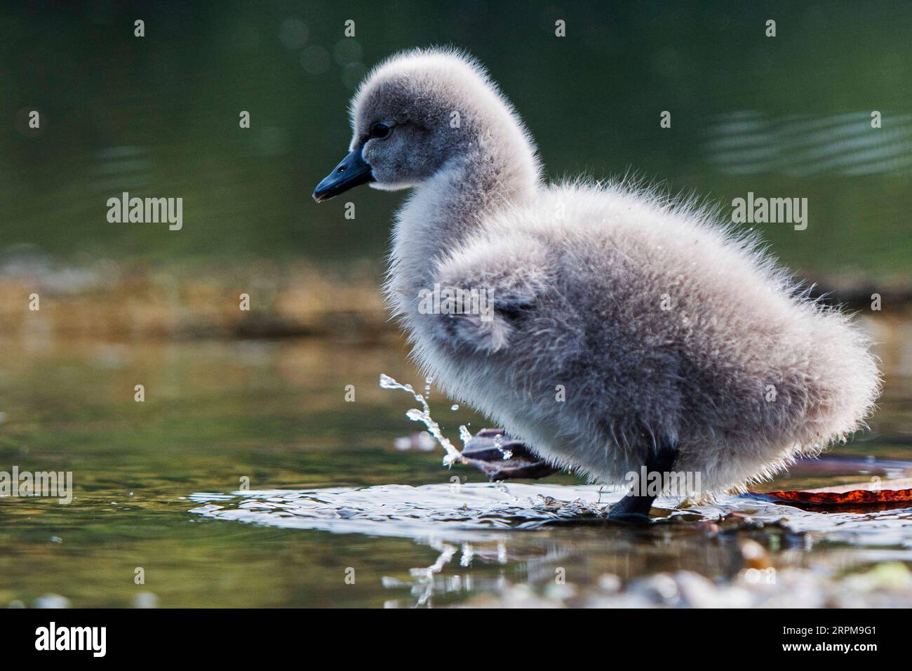 200204 -- SINGAPORE, 4 febbraio 2020 Xinhua -- A cygnet vaga nel lago Eco al Singapore Botanic Garden a Singapore, il 4 febbraio 2020. Un paio di cigni neri, tenuti dal Singapore Botanic Garden, covarono con successo 3 cignetti il 1 febbraio da una frizione di 4 uova deposte alla fine di dicembre 2019. Foto di Then Chih Wey/Xinhua SINGAPORE-BOTANIC GARDEN-BLACK SWAN BABIES PUBLICATIONxNOTxINxCHN Foto Stock