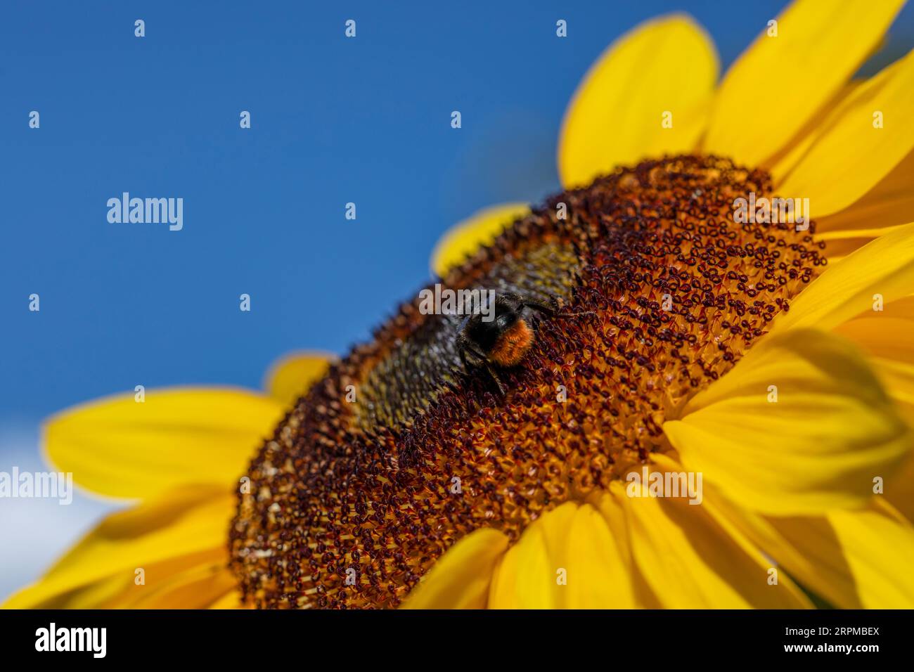 bumblebee dalla coda rossa su girasole Foto Stock