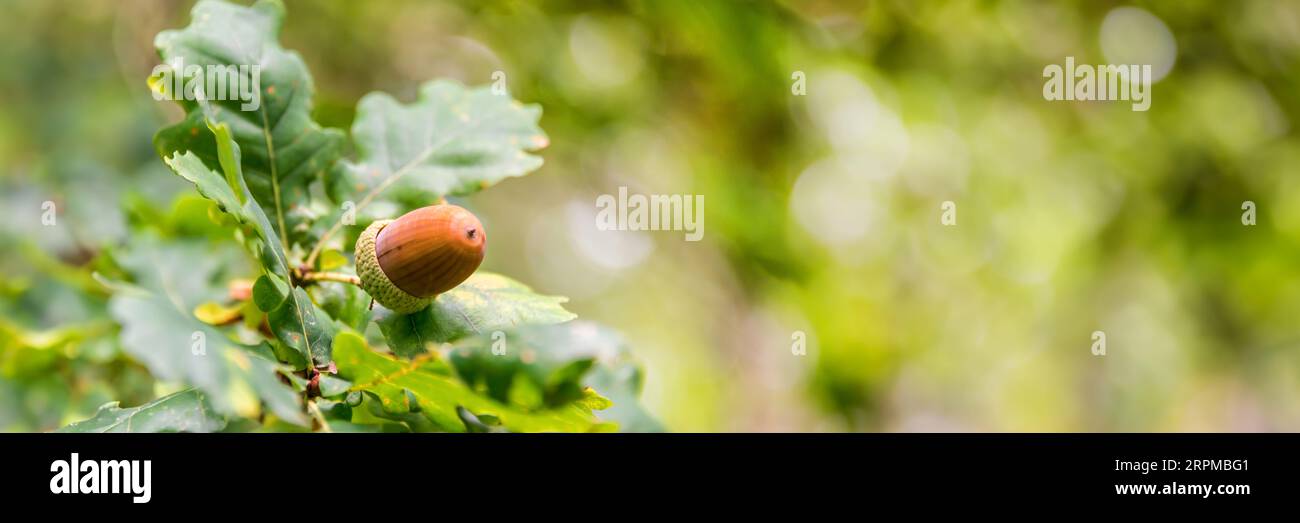 Primo piano di una ghianda su un ramo di una quercia in una foresta in autunno, intestazione panoramica natura verde con spazio copia Foto Stock