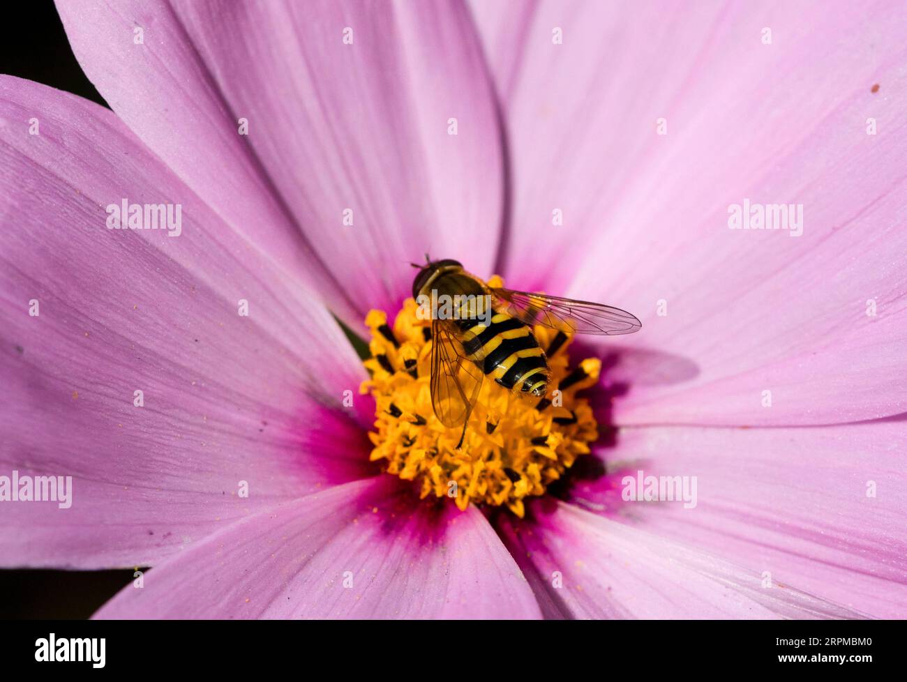 Specie Syrphus hoverfly Foto Stock