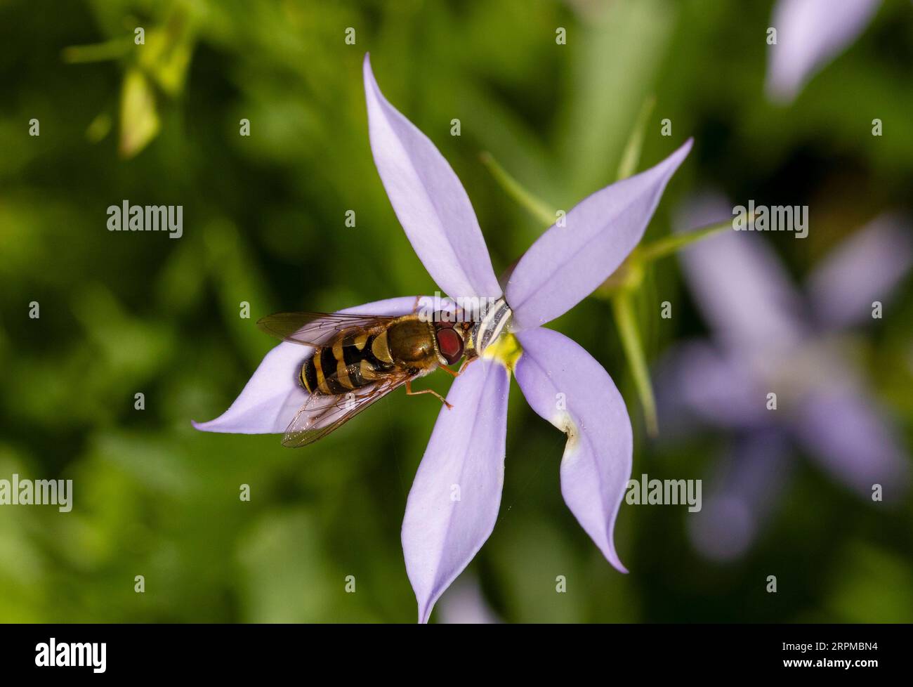 Specie Syrphus hoverfly Foto Stock