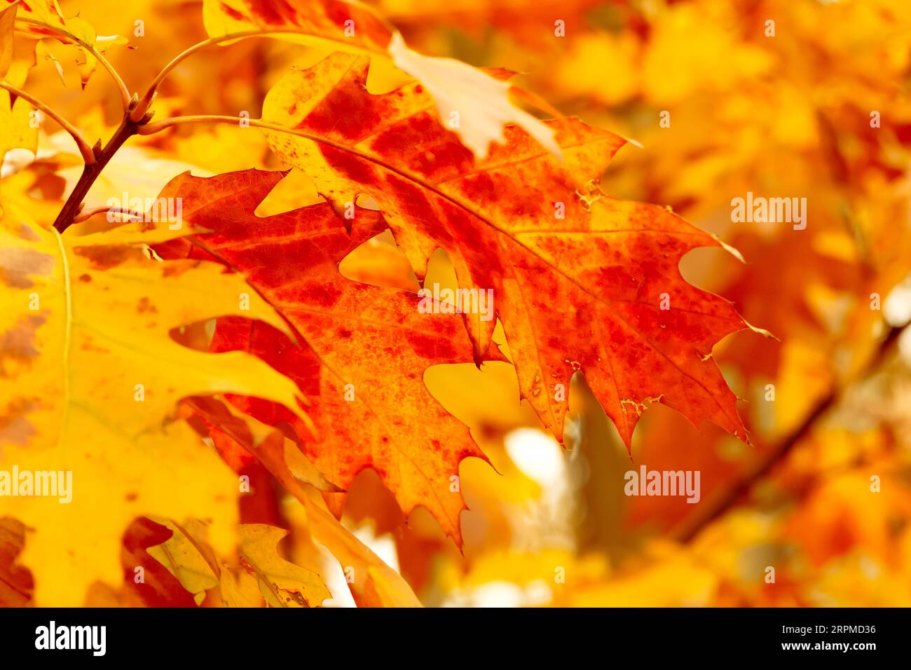 primo piano di giallo con foglie di quercia rossa in autunno Foto Stock