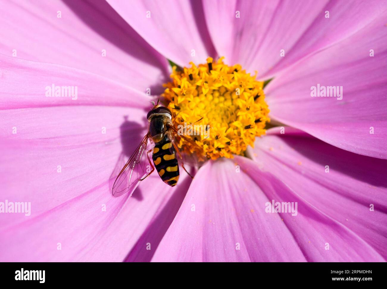 Specie di Eupeodes hoverfly sul fiore di Cosmos Foto Stock