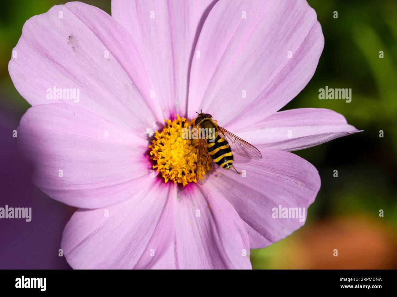 Specie di Syrphus hoverfly sul fiore di Cosmos Foto Stock