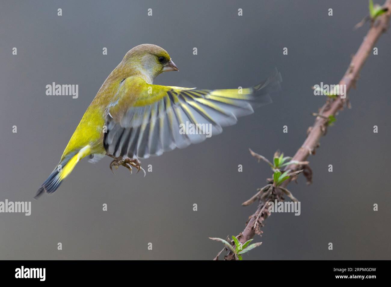 verdeggiante occidentale (Carduelis chloris, Chloris chloris), atterraggio su una diramazione, Italia, Toscana Foto Stock