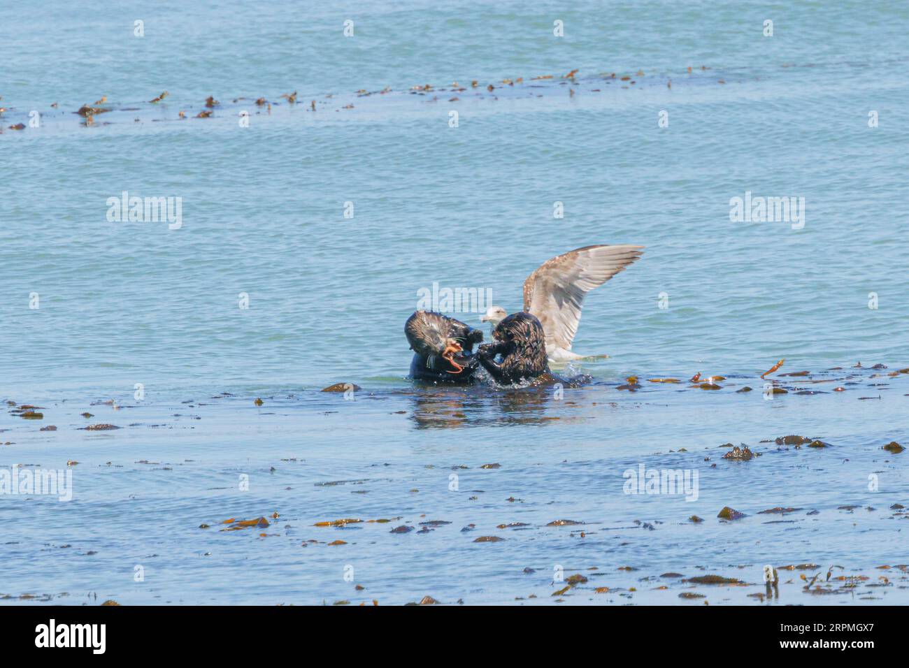 Lontra marina (Enhydra lutris), che mangia piccoli polpi e sono perseguitati da un grande gabbiano, USA, California, Monterey Foto Stock
