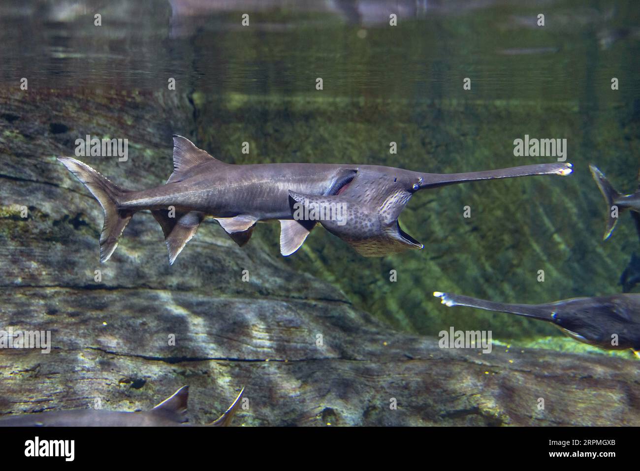 Pesce paglierino americano, pesce paglierino del Mississippi, gatto a becco d'ape, spatola (Polyodon spathula), a bocca aperta, USA Foto Stock