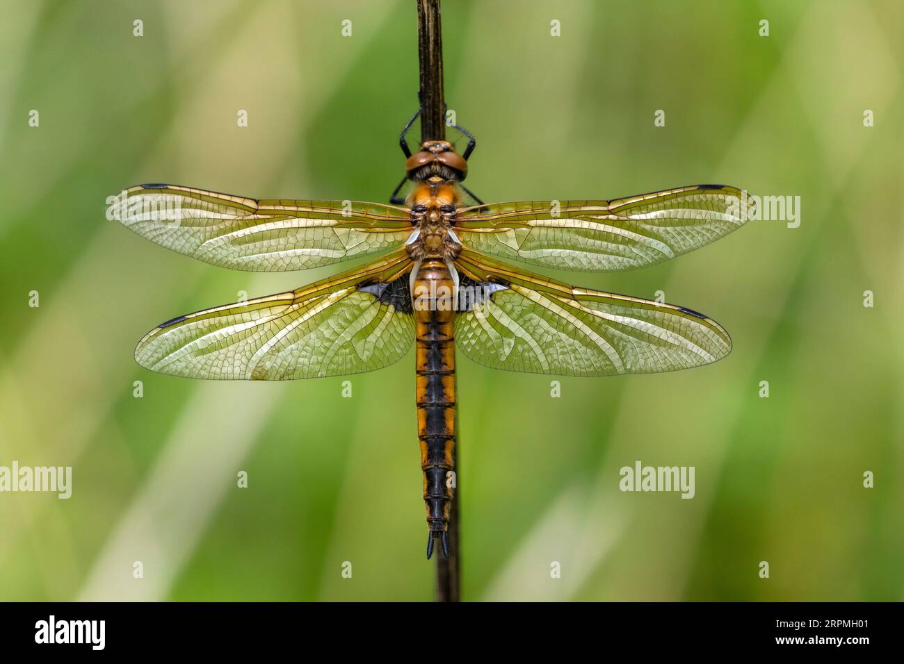 Libellula a due macchie (Epitheca bimaculata, Libellula bimaculata), vista dall'alto, Francia, Avesnes-sur-Helpe Foto Stock