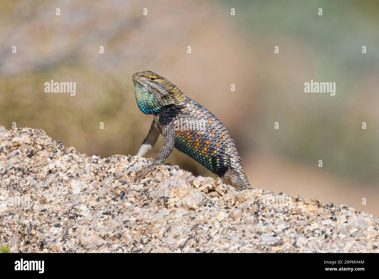 Lucertola spinosa del deserto (Sceloporus magister), uomo che colpisce con la tasca blu della gola, USA, Arizona, Pinnacle Peak, Scottsdale Foto Stock