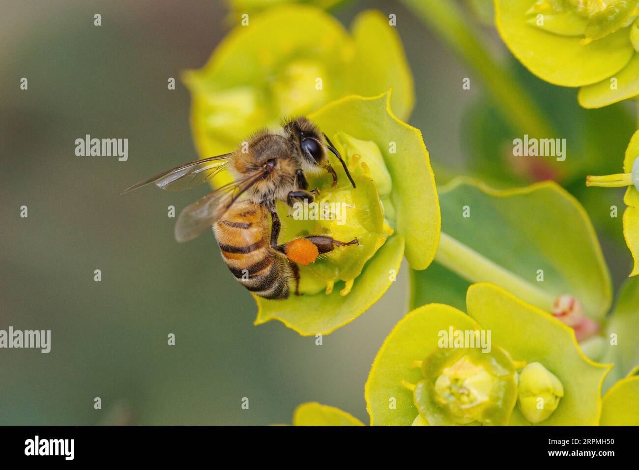 Api alveari (bombi, api mellifere e api orchidee) (Apidae), pollenload di api selvatiche presso lo spurge, USA, Arizona, Phoenix Foto Stock