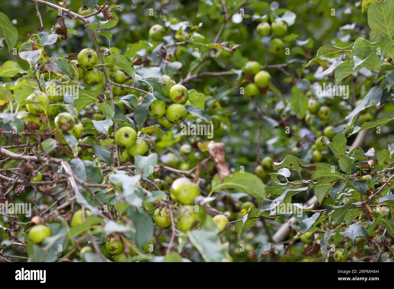 Mela di granchio, granchio selvatico (Malus sylvestris), frutta su un ramo, Germania Foto Stock