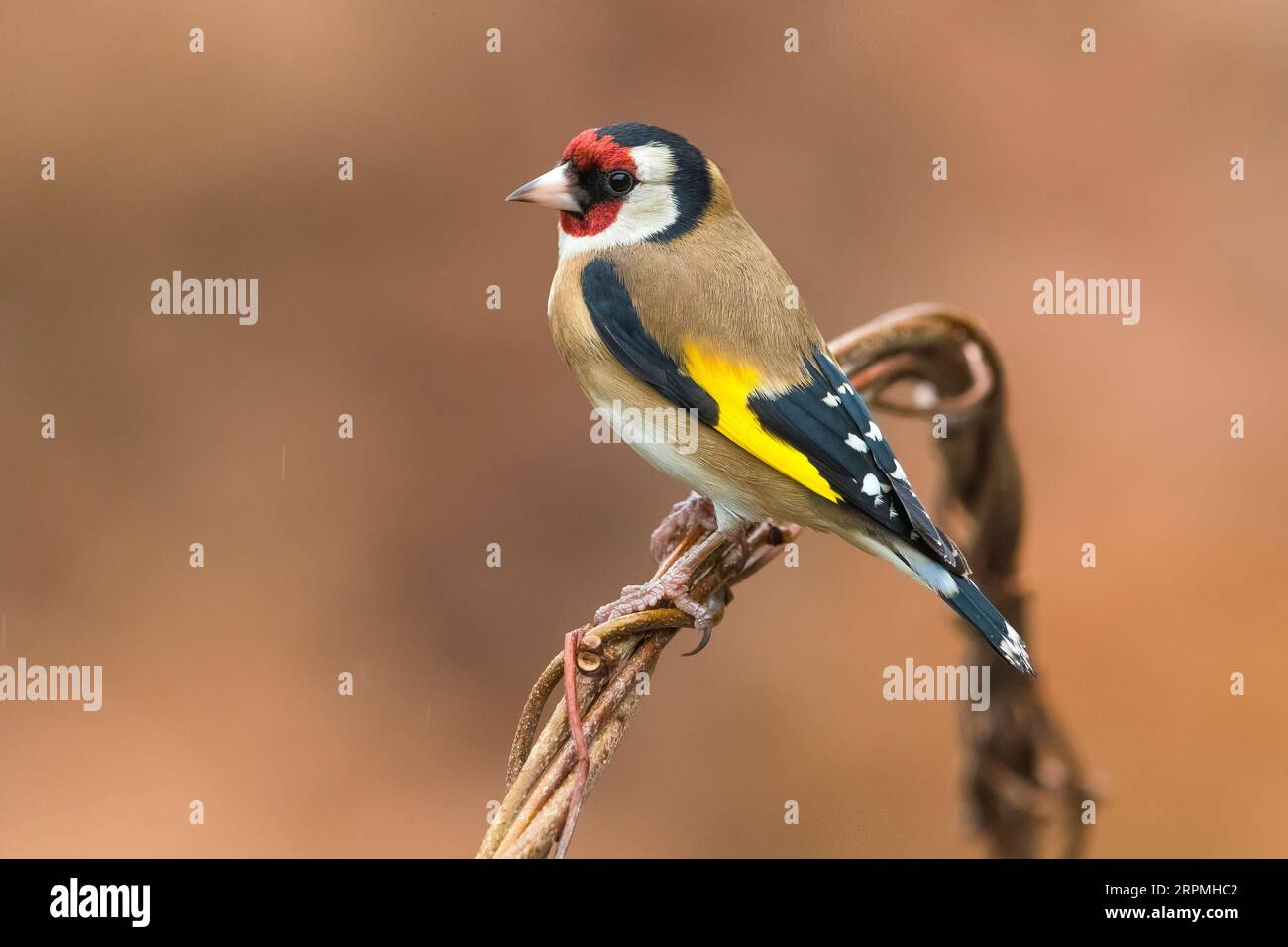 goldfinch eurasiatica (Carduelis carduelis), donna appollaiata su uno spago, vista laterale, Italia, Toscana Foto Stock