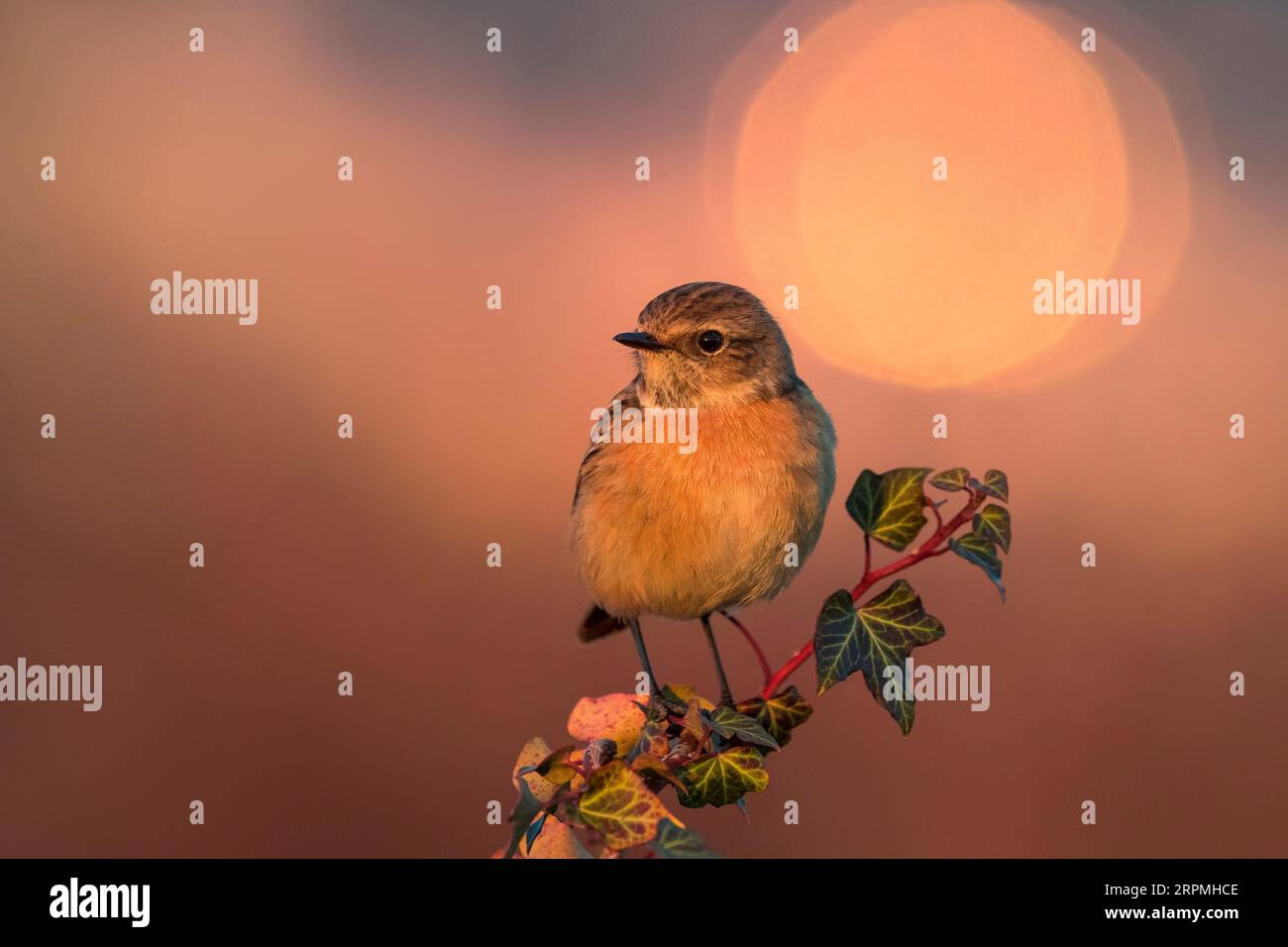 Stonechat comune (Saxicola rubicola, Saxicola torquata rubicola), donna seduta su un ramo di edera alla luce della sera, Italia, Toscana Foto Stock
