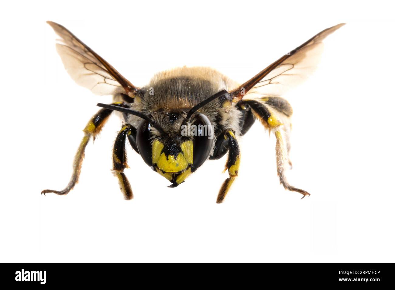 Carder bee di lana (Anthidium manicatum, Anthidium maculatum), vista frontale, ritaglio, Paesi Bassi Foto Stock