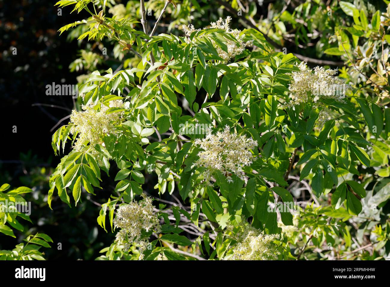 Cenere manna (Fraxinus ornus), ramo in fiore, Croazia Foto Stock