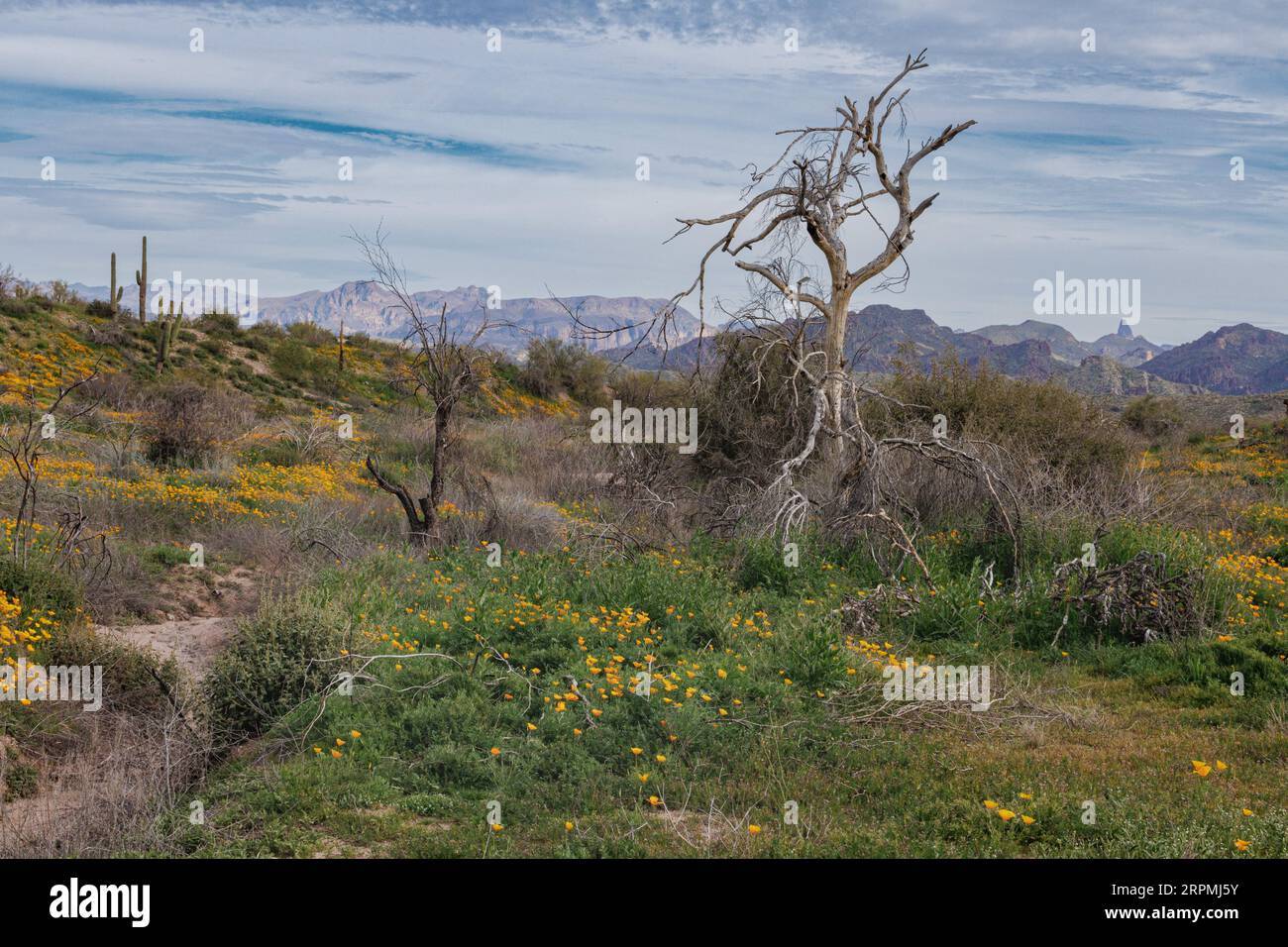 Fiorente deserto di Sonora con papavero californiano e grande albero morto, Weavers Needle sullo sfondo, USA, Arizona, Bush Highway, Phoenix Foto Stock