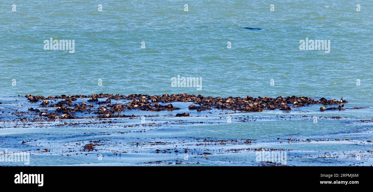 Lontra marina (Enhydra lutris), grande gruppo che galleggia sulla superficie dell'acqua nel mare, USA, California Foto Stock