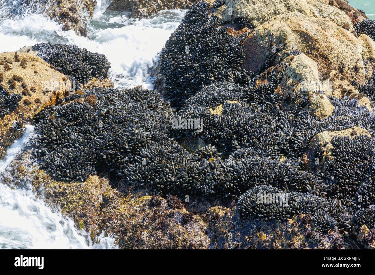 Cozze (Mytiloidea), banca di cozze su una roccia nel surf, Stati Uniti, California, Monterey Foto Stock