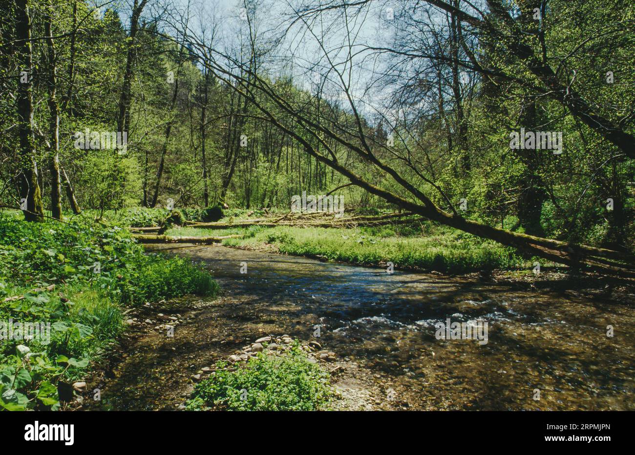 Foresta alluvionale e corso d'acqua del Nasenbach con fondo ghiaioso nella foresta decidua mista, Germania, Baviera, Nasenbach Foto Stock
