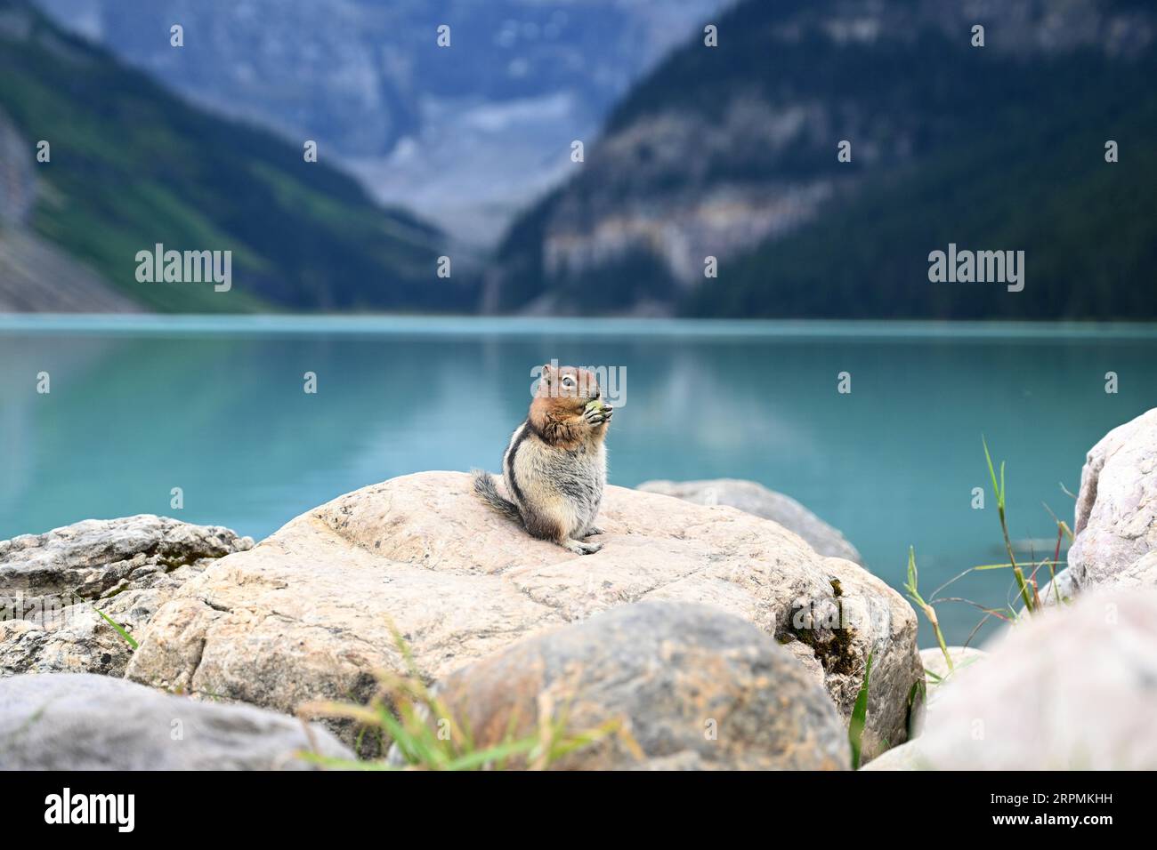 Un chipmunk vicino al lago Louise. Fauna canadese. Parco nazionale di Banff Foto Stock