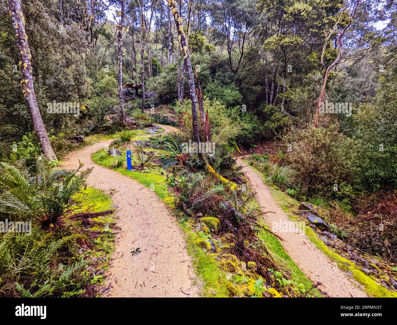 DERBY, AUSTRALIA, 24 SETTEMBRE 2022: Sentiero per ascia presso la popolare rete di sentieri per mountain bike Blue Derby in primavera a Derby, Tasmania Foto Stock