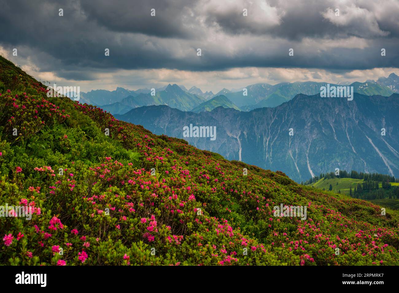 Fioritura delle rose alpine, panorama da Fellhorn, 2038m, a Hoefats, 2259m, e altre montagne Allgaeu, Alpi Allgaeu, Allgaeu, Baviera, Germania Foto Stock