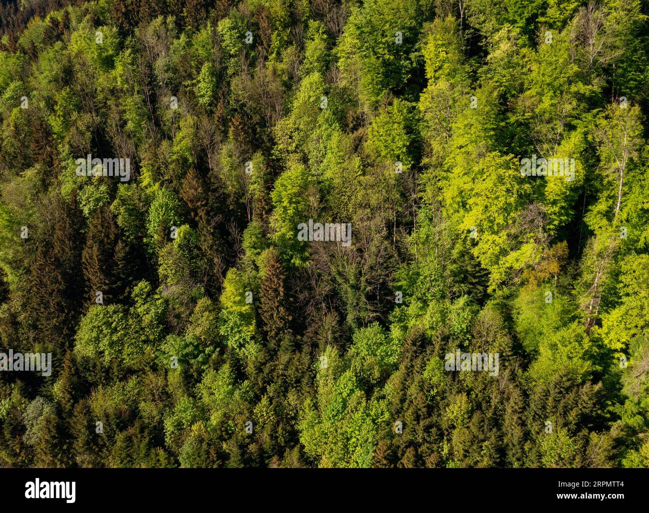 Colpo di drone, dall'alto, foresta di conifere e alberi decidui, foresta mista, Mondsee, Salzkammergut, alta Austria, Austria Foto Stock