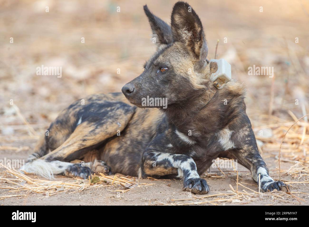 Cani africani dipinti, Lycaon pictus, visti nel Parco Nazionale Mana Pools dello Zimbabwe. Foto Stock