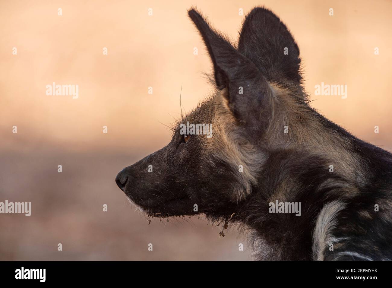 Cani africani dipinti, Lycaon pictus, visti nel Parco Nazionale Mana Pools dello Zimbabwe. Foto Stock