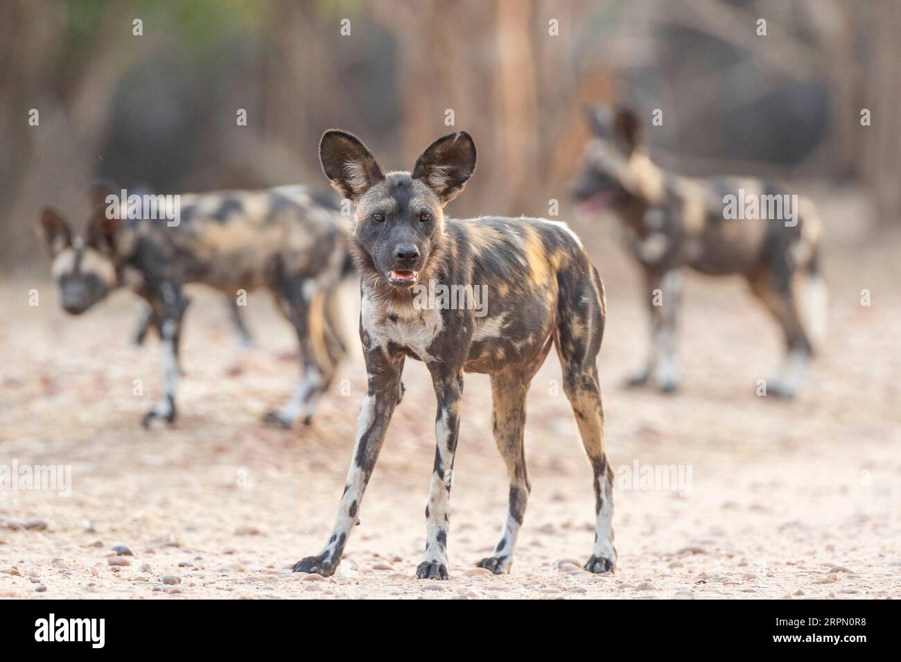 Cane selvatico africano, Lycaon pictus, visto nel Mana Pools National Park dello Zimbabwe. Foto Stock