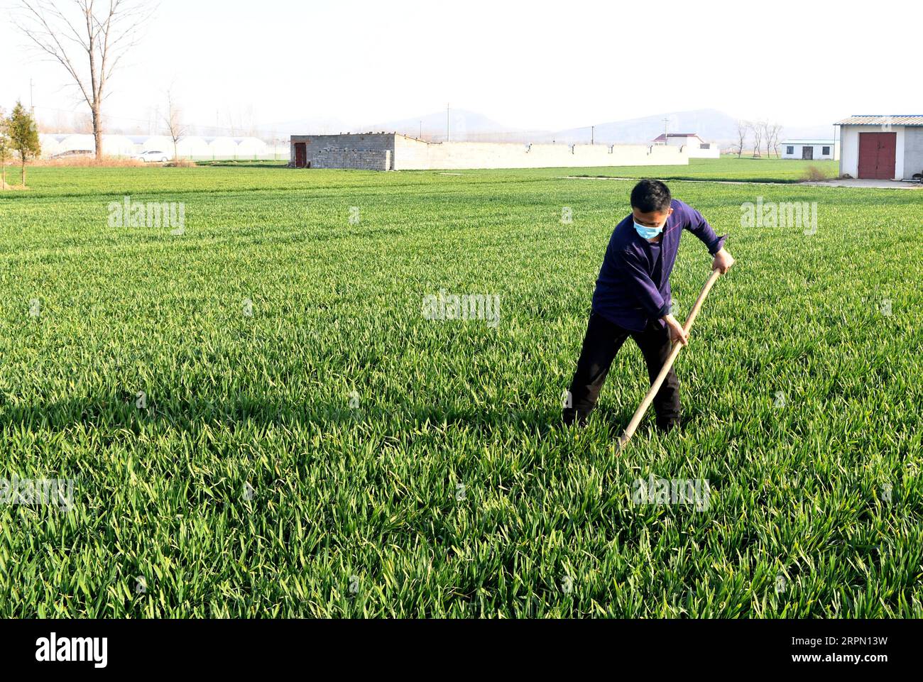 200219 -- JIAXIAN, 19 febbraio 2020 -- Un'erbaccia del villaggio nel villaggio di Bailongmiao nella contea di Jiaxian, nella provincia di Henan, nella Cina centrale, 19 gennaio 2020. CHINA-HENAN-JIAXIAN-FARMING CN HaoxYuan PUBLICATIONxNOTxINxCHN Foto Stock