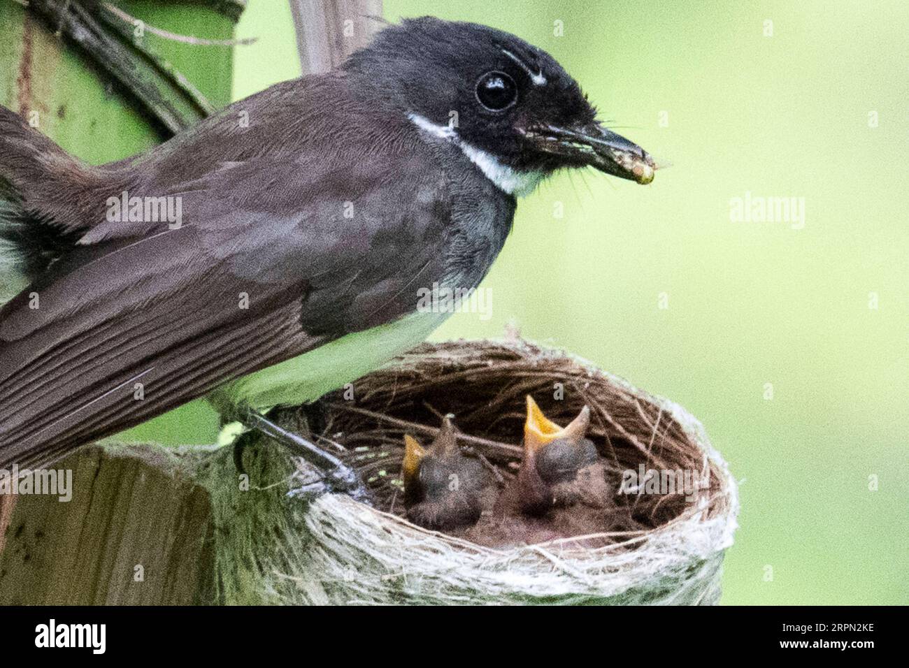 200220 -- SINGAPORE, 20 febbraio 2020 -- due giovani cuccioli di fantail malesi selvaggi vengono nutriti da un genitore nel loro nido a Singapore Gardens by the Bay a Singapore il 19 febbraio 2020. Foto di Then Chih Wey/Xinhua SINGAPORE-ANIMAL xinjiapo PUBLICATIONxNOTxINxCHN Foto Stock