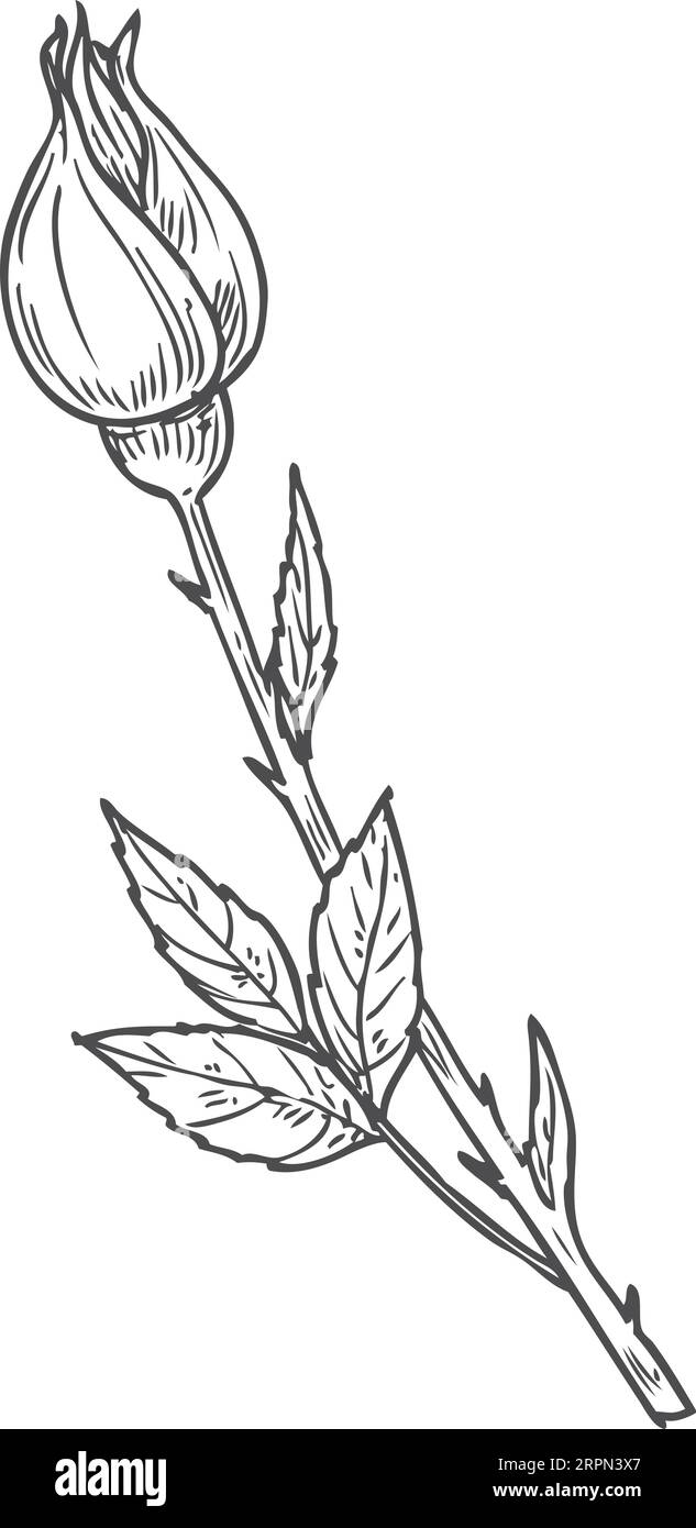Illustrazione botanica del bocciolo di rosa. Schizzo del ramo di fiori Illustrazione Vettoriale