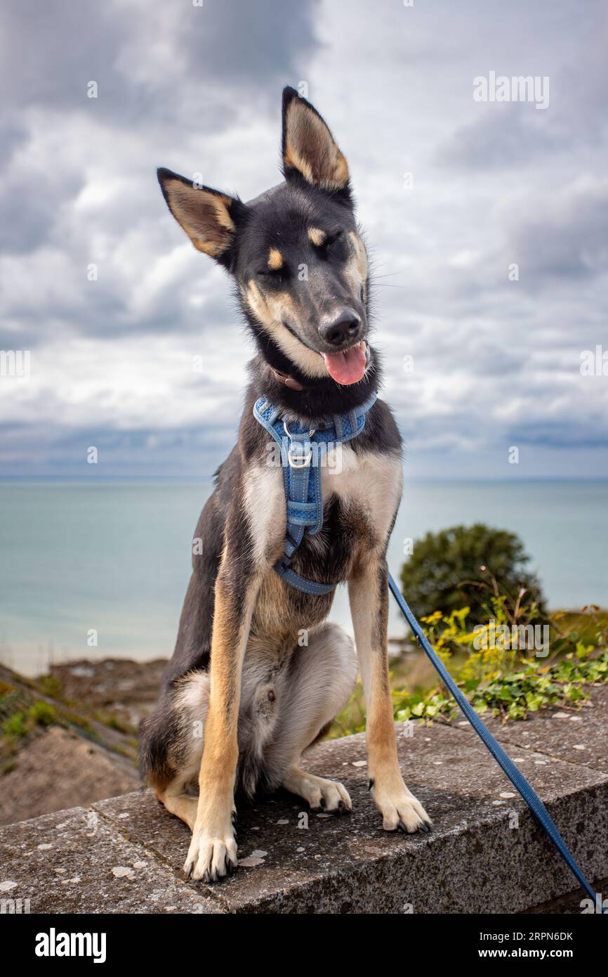 Un giovane cane da cucciolo felice seduto. La razza è un belusco, un mix tra un husky e uno shepard belga Foto Stock