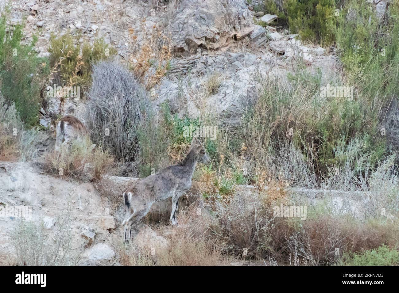 Capra pyrenaica hispanica, stambecco spagnolo nelle montagne dell'Andalusia Spagna Foto Stock