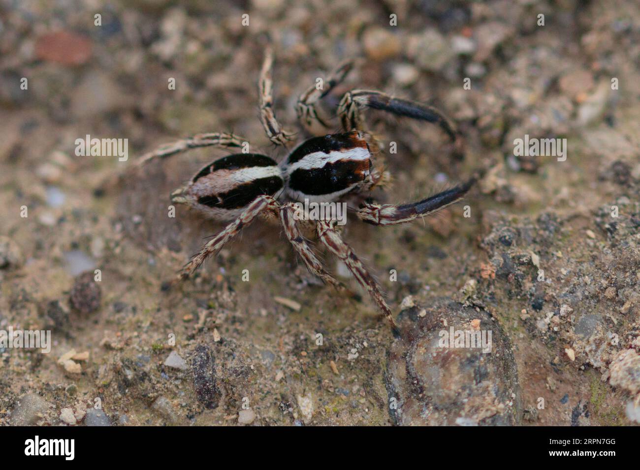Plexippus paykulli, maschio Pantropical Jumping Spider Foto Stock