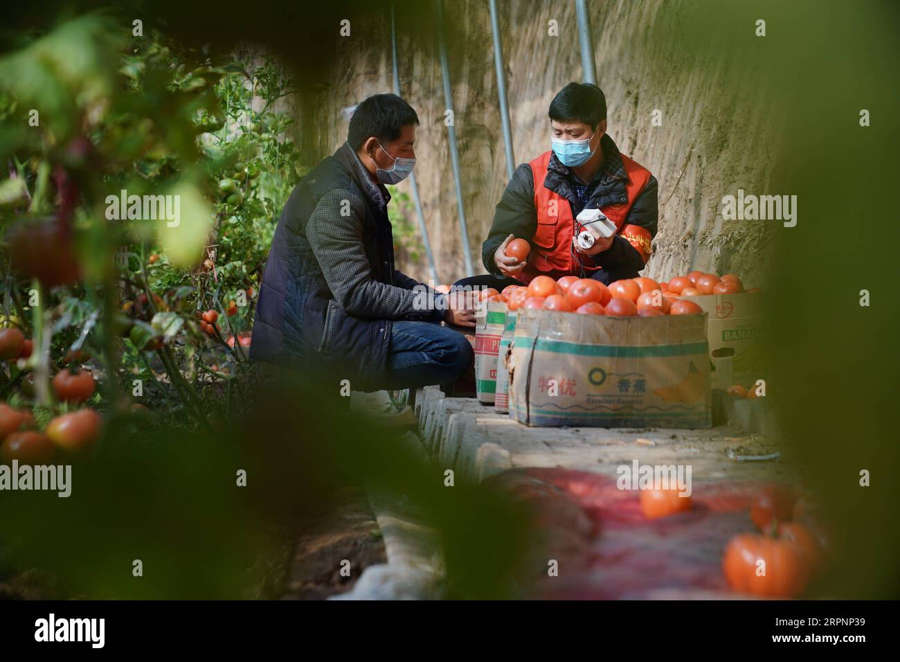 200303 -- XINGTAI, 3 marzo 2020 Xinhua -- un tecnico agricolo R controlla la qualità dei pomodori raccolti in una serra nel villaggio Dongbeiliu di Xingtai, nella provincia di Hebei nella Cina settentrionale, 3 marzo 2020. Quando il tempo si fa caldo, gli agricoltori qui sono impegnati con l'agricoltura sotto rigorose misure di prevenzione e controllo delle epidemie. Xinhua/Mu Yu CHINA-HEBEI-SPRING-FARM WORK CN PUBLICATIONxNOTxINxCHN Foto Stock