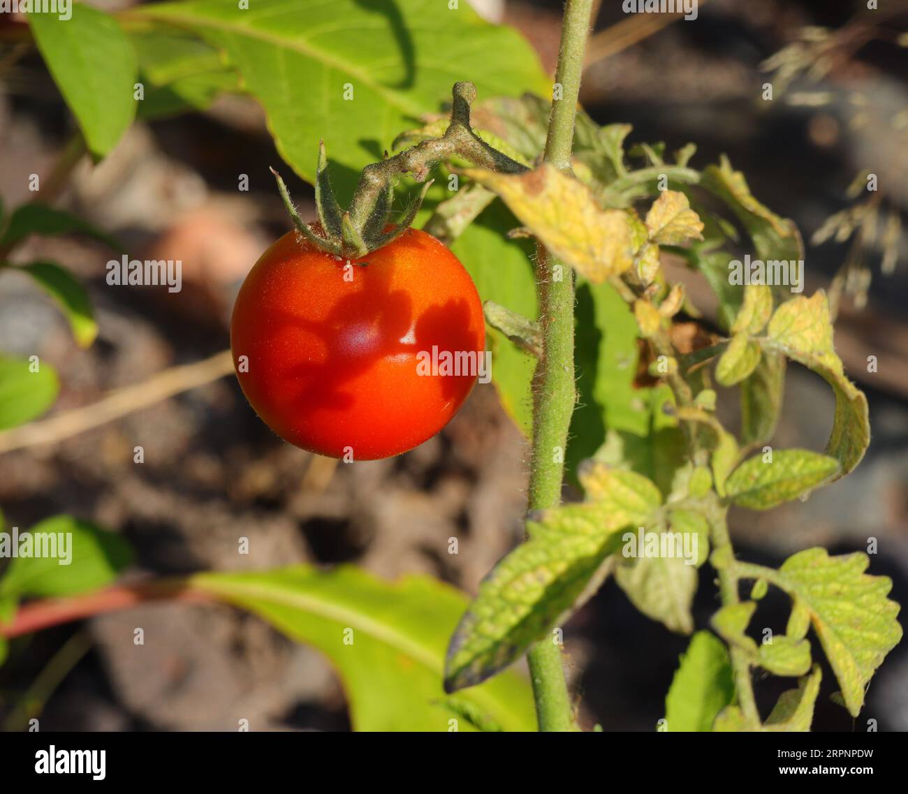 Pomodori selvatici biologici maturi che crescono in natura, tra le altre piante selvatiche, sulla riva di un fiume. Oeiras, Portogallo. Foto Stock