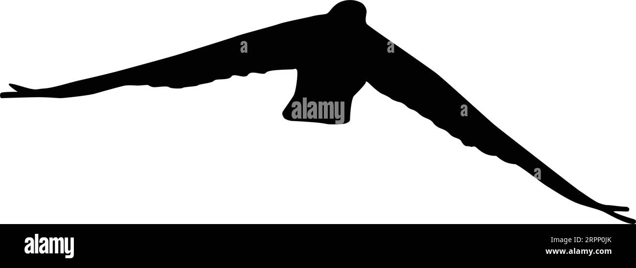 Una silhouette vettoriale nera di un piccione comune in volo Illustrazione Vettoriale