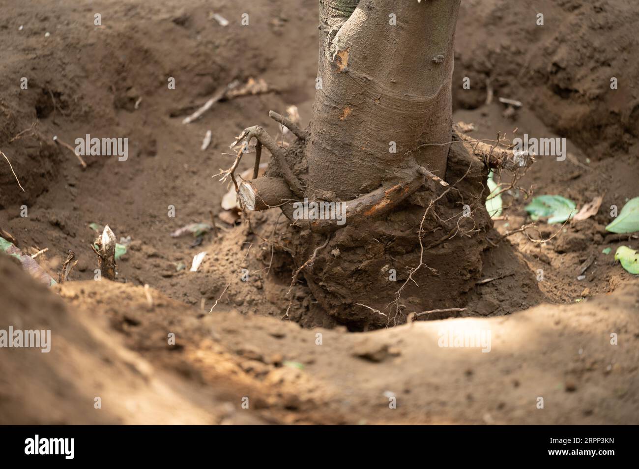 Tagliare le radici dal tronco dal terreno vista ravvicinata Foto Stock