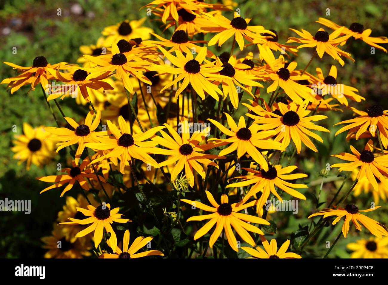 susan dagli occhi neri (Rudbeckia hirta) Foto Stock