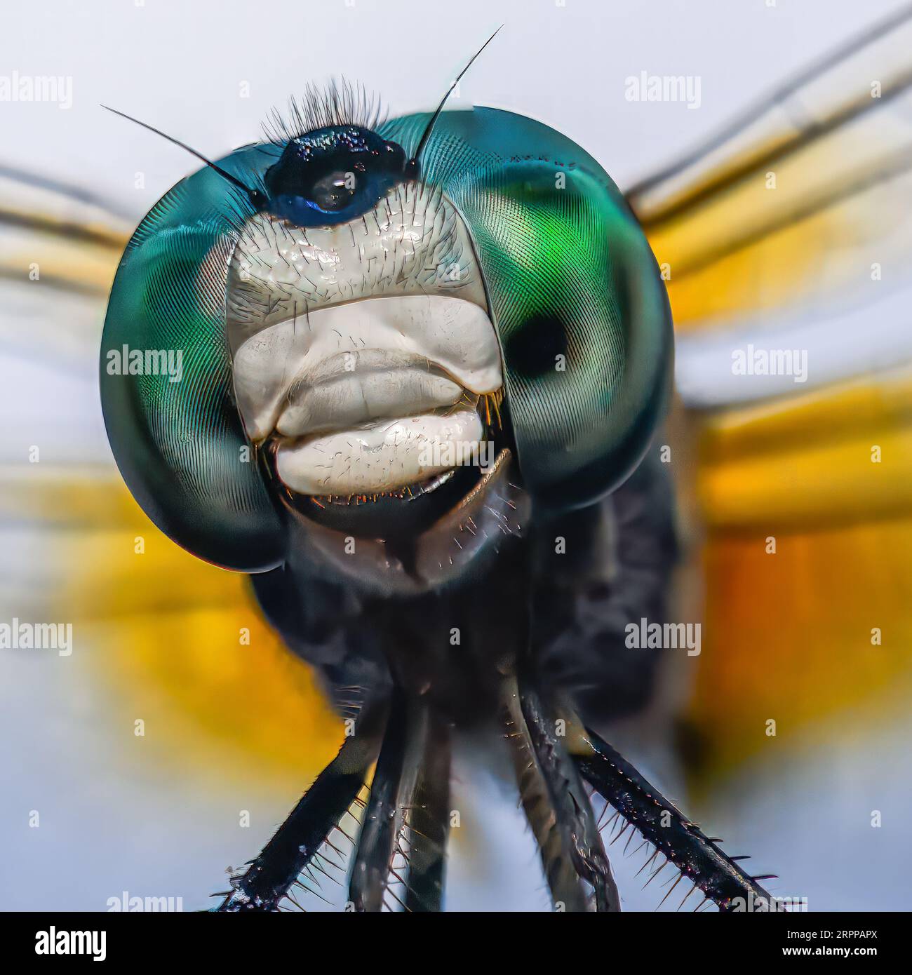 fotografia macro estrema della testa di una libellula Foto Stock