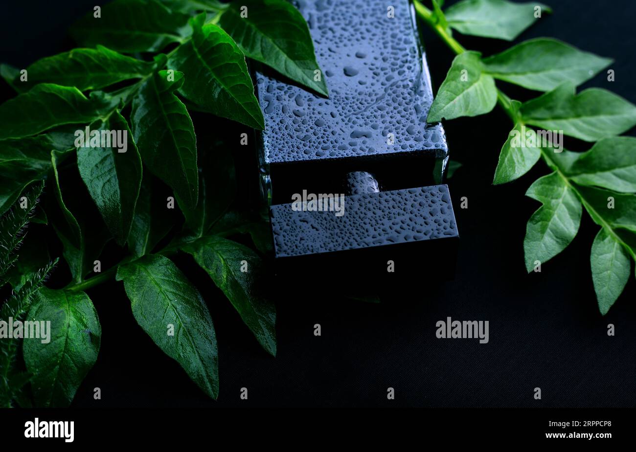 Profumo e foglie fresche verdi Foto Stock