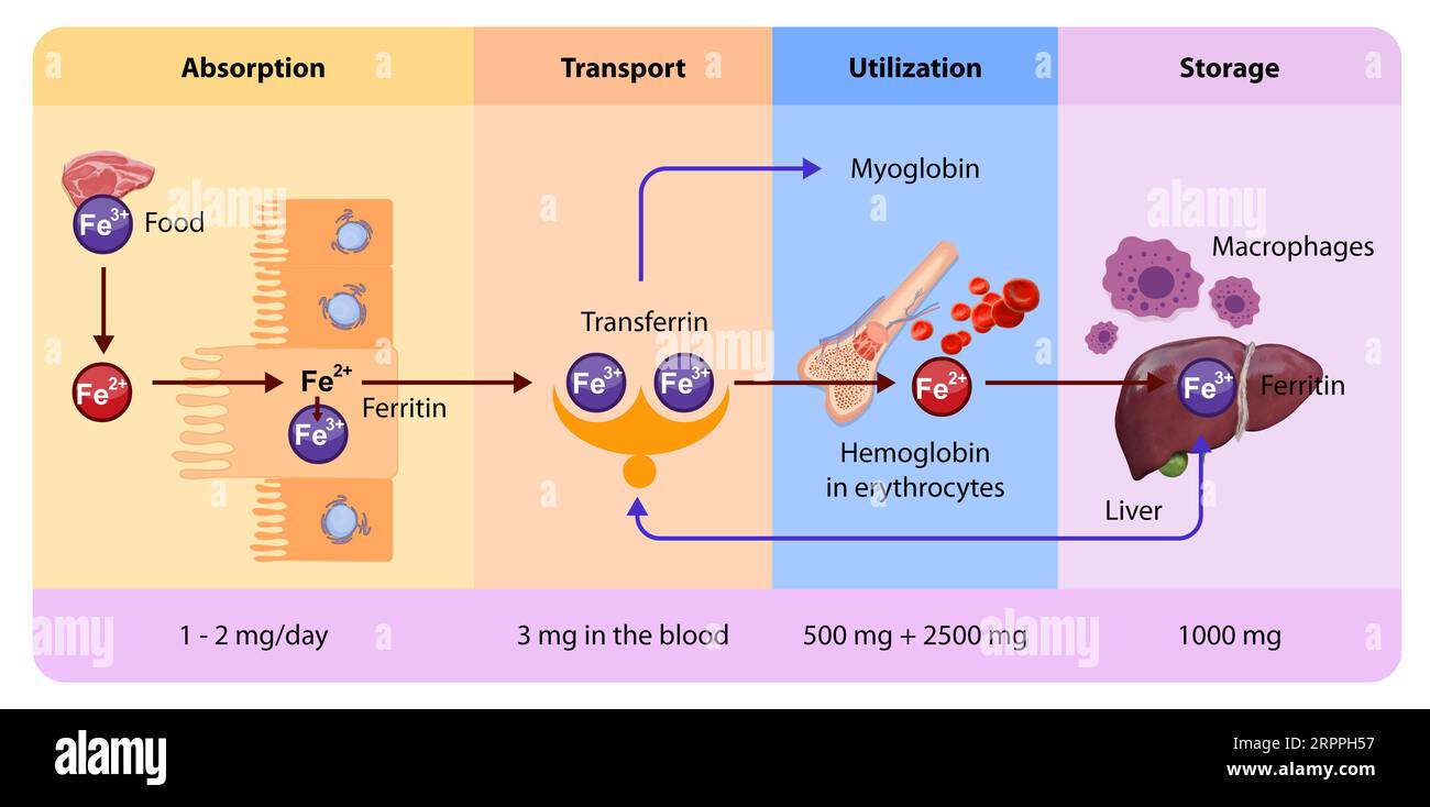 La distribuzione del ferro comporta il trasporto mediante transferrina, la conservazione in ferritina e l'utilizzo nella sintesi dell'emoglobina o nei processi metabolici all'interno del variou Foto Stock