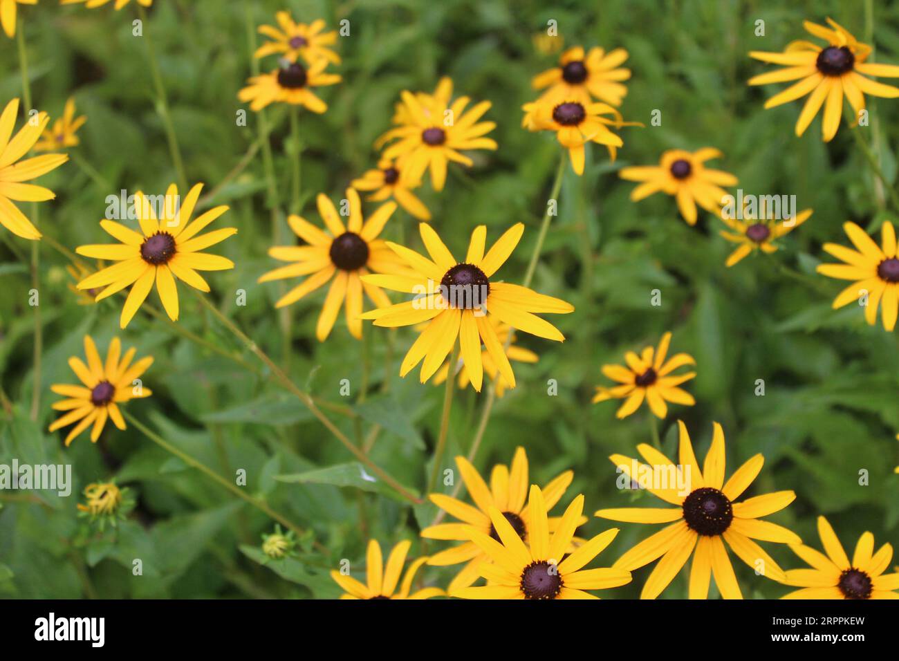 Beautiful Yellow and Black, Black-Eyed Susan's a Longwood Gardens, P.A. Foto Stock