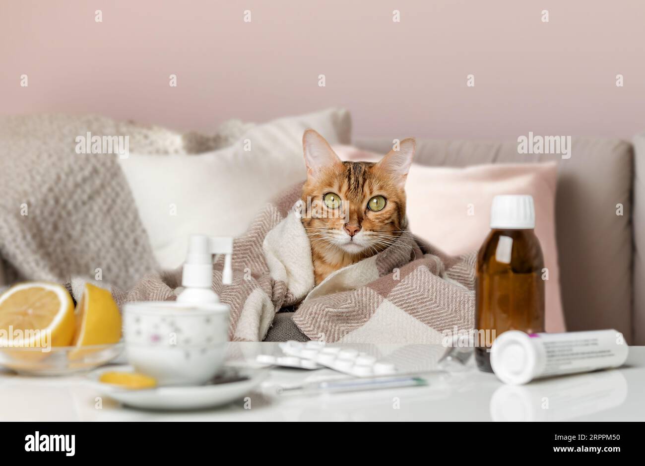 Un gatto malato mente e farmaci per un raffreddore, influenza o coronavirus. Un gatto domestico con sintomi influenzali o coronavirus viene trattato a casa. Foto Stock