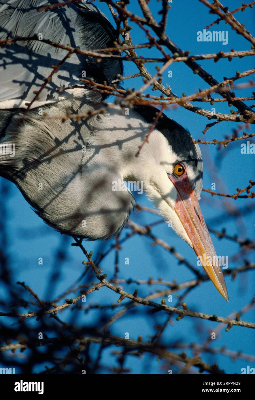 Heron grigio (Ardea cinerea) allevamento di uccelli in eroneria nella piantagione di larici, ritorno al nido, Northumberland, marzo 1988 Foto Stock